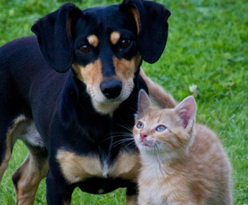 Кошки против собак: Какие питомцы лучше защищают пожилых хозяев от угасания — они сохраняют у людей разный набор когнитивных функций, пояснила профессор Драпкина