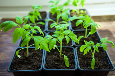 Рассада помидоров прет, как на дрожжах: Проращиваем семена за 3 дня — самый хитрый метод
