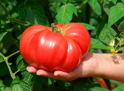 Каждый помидор весом в 3 кг: садоводы охотятся за этим гигантским сортом уже в феврале — неприхотливый и невероятно урожайный