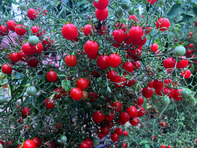 Ведро помидоров с куста даже на Урале: огородница назвала «хитрый» сорт томата — не боится фитофторы и теплица не нужна