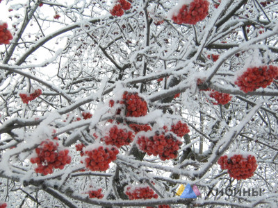 В первой половине дня 13 февраля в Заполярье ожидается сильный мороз до -37°С