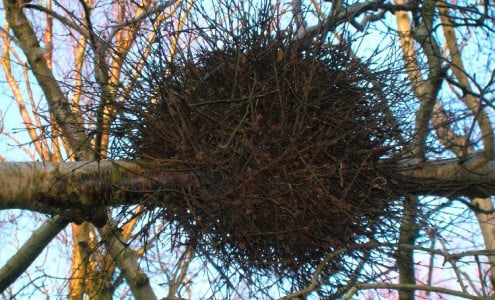 Кольские ученые объяснили появление на деревьях в Ковдоре «ведьминых метел»