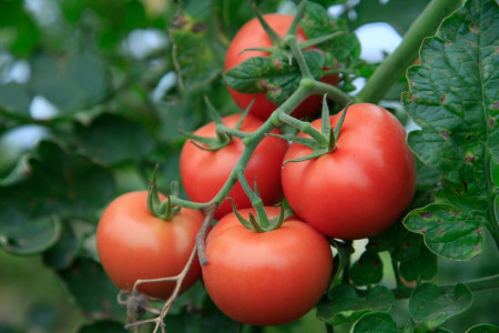 Бросьте в грунт с рассадой томатов эту копеечную специю: летом устанете собирать урожай — раскрыт секрет опытных дачников