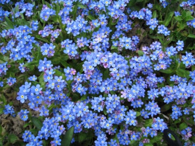 Сотни небесно-голубых цветов украсят каждую клумбу: такой роскошный многолетник необходим всем дачникам — сама нежность