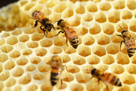 Как распознать фальшивый мёд прямо у прилавка — брать с собой реагенты не надо, хватит глаз и рук