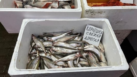 Весенняя рыба-огурец из Невы: Насколько безопасна для здоровья питерская корюшка — какую лучше никогда не пробовать
