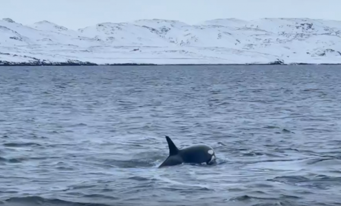 Более 15 «китов-убийц» устроили шоу в Териберке и попали на видео