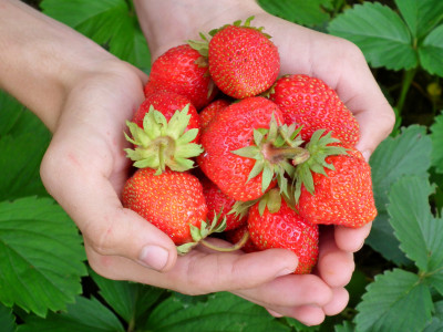Рассыпьте этот порошок на грядке с клубникой: ягоды будут крупные, сочные и сладкие — количество урожая превзойдет все ожидания