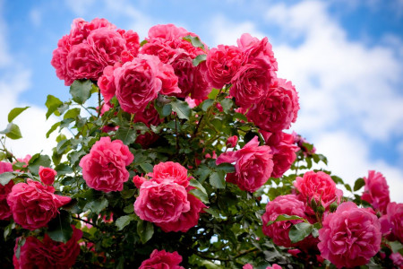Идеальный сосед для капризной розы: это ароматное растение и от вредителей защитит, и клумбу украсит — никакой тли и муравьёв