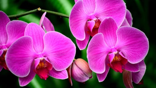Покупной грунт пора выкинуть: после такой пересадки любая орхидея выпустит бессчётное количество бутонов — хитрость цветоводов