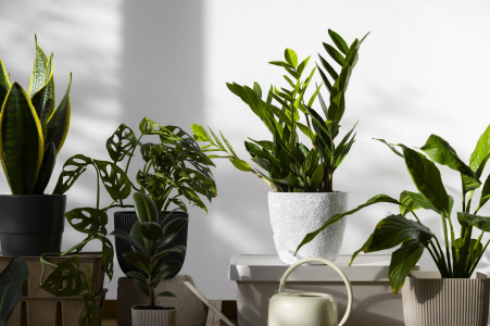 Заменят кондиционер в квартире: эксперт назвала 3 комнатных растения с идеальными свойствами — моментальное очищение воздуха