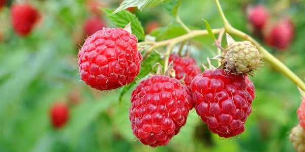 8 секретов урожая малины: ягоду будете собирать ведрами 2 раза за сезон — рекомендации агронома Давыдовой
