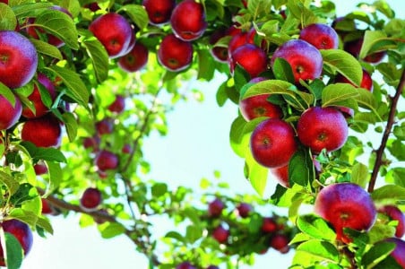 Опытные дачники трясут яблоню не просто так: никогда не догадаетесь, для чего это нужно — заменит любые подкормки и поливы