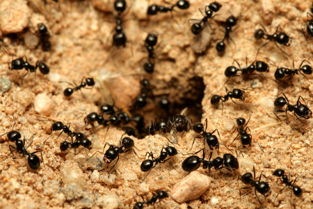 Муравьи уходят в закат: Вот зачем заядлые дачники кладут на муравейник плёнку — про этот способ вы точно не знали, а он работает