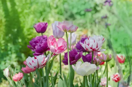 Тюльпаны радуют пышным и долгим цветением: в апреле поливаю их этим, как только появляются первые листья — эффект всегда удивляет
