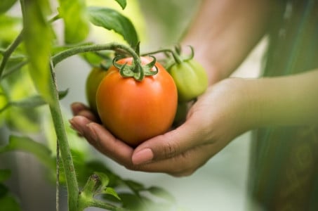 «Правило трех ложек» для каждой лунки томатов: агроном раскрыла один действенный способ для посадки — работает как часы