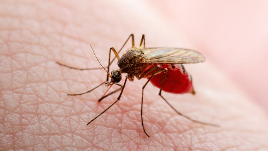 Комары будут облетать вас за километр: это натуральное средство отпугнёт назойливых кровососов — совет врача-аллерголога