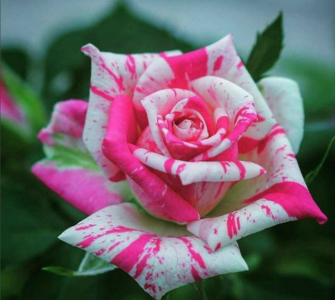 Как вырастить розу в картофелине: Роскошный розовый куст получится из кусочка стебля — агроном Коврижных