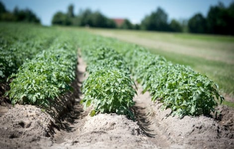 Проволочника больше не увидите: просто положите это средство в лунку при посадке картофеля — урожай будет здоровым