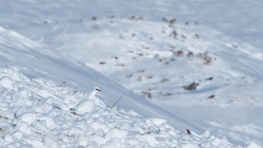 Неожиданный тандем: куропатки добывают пропитание в Мурманской области с помощью северных оленей