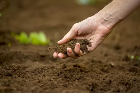 Не горчица: с этим сидератом плодородность почвы возрастёт в разы — земля станет плодородной и мягкой
