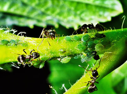 Муравьи в ужасе разбегутся на 2 км от вашего участка: залейте этот овощ кипятком и вылейте настой на муравейник — спасение урожая на весь сезон