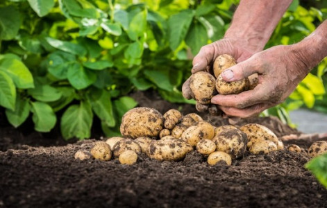 За 2 недели до посадки картошки посейте это: разрыхлите почву и защитите от вредителей — проволочник с колорадским жуком и близко не подойдут к корнеплодам