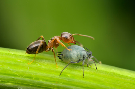 Посыпьте вечером на муравейник и спокойно ложитесь спать: утром и следа насекомых не найдете — никакая сода не сравнится