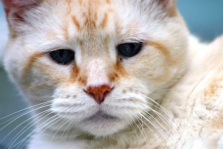 Даже старая больная кошка «помолодеет»: ветеринар назвала способ продления жизни питомца — сработал на собственном примере