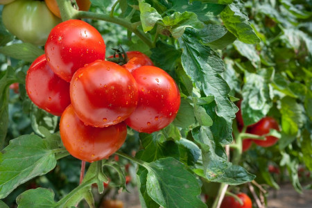 Идеальный сосед для помидоров найден: этот цветок защитит томатные кусты от всех вредителей — химию использовать не придётся