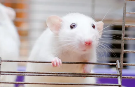 «Они все понимали!»: ученые обнаружили, что все эти годы их подло обманывали лабораторные мыши — эксперименты десятилетий можно выбросить на помойку
