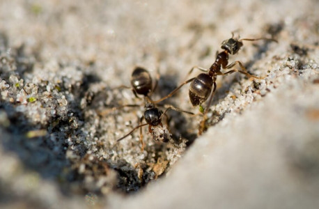 Полейте этим муравейник и утром вздохнете спокойно: всего 2 «копеечных» ингредиента — хитрый трюк огородника со стажем