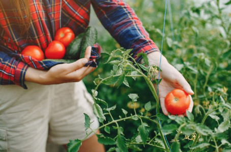 Налейте это в лунку при посадке помидоров: ценный совет бывалого огородника — с урожаем не прогадаете