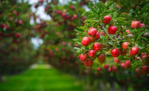 Обработки весной самые важные: яблоню от парши спасет простой метод тамбовских фермеров — главное, не упустить время