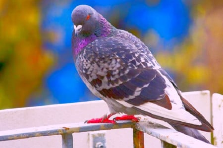 Голуби будут облетать ваш балкон за километр: спасением от птиц станет простой предмет из детской — лучше ультразвука