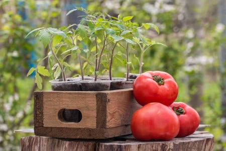 Завалит урожаем по самые помидоры: китайские фермеры обрезают рассаду томатов под корень — вот зачем это нужно
