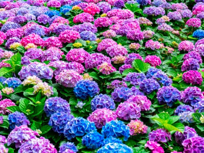 Синяя, голубая, фиолетовая или розовая: агроном Давыдова рассказала, как изменить цвет гортензии — просто скорректируйте полив