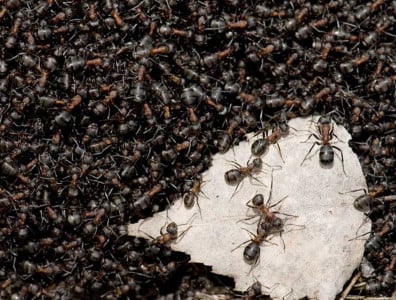 Муравьи мрут тысячами: Просто заливаю в муравейник эту гремучую смесь — сосед-агроном всегда так делал