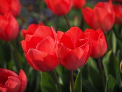 Обязательно сделайте это с тюльпанами после цветения: недостаточно просто срезать бутоны — алгоритм из 4 действий от эксперта