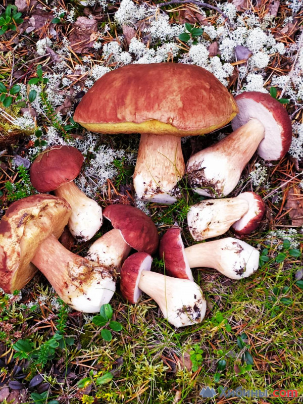 Белые сушёные грибы