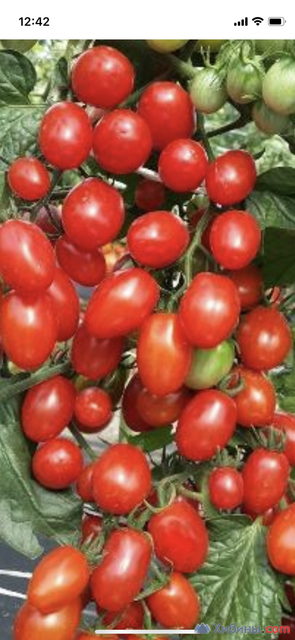Продам рассаду томатов два вида