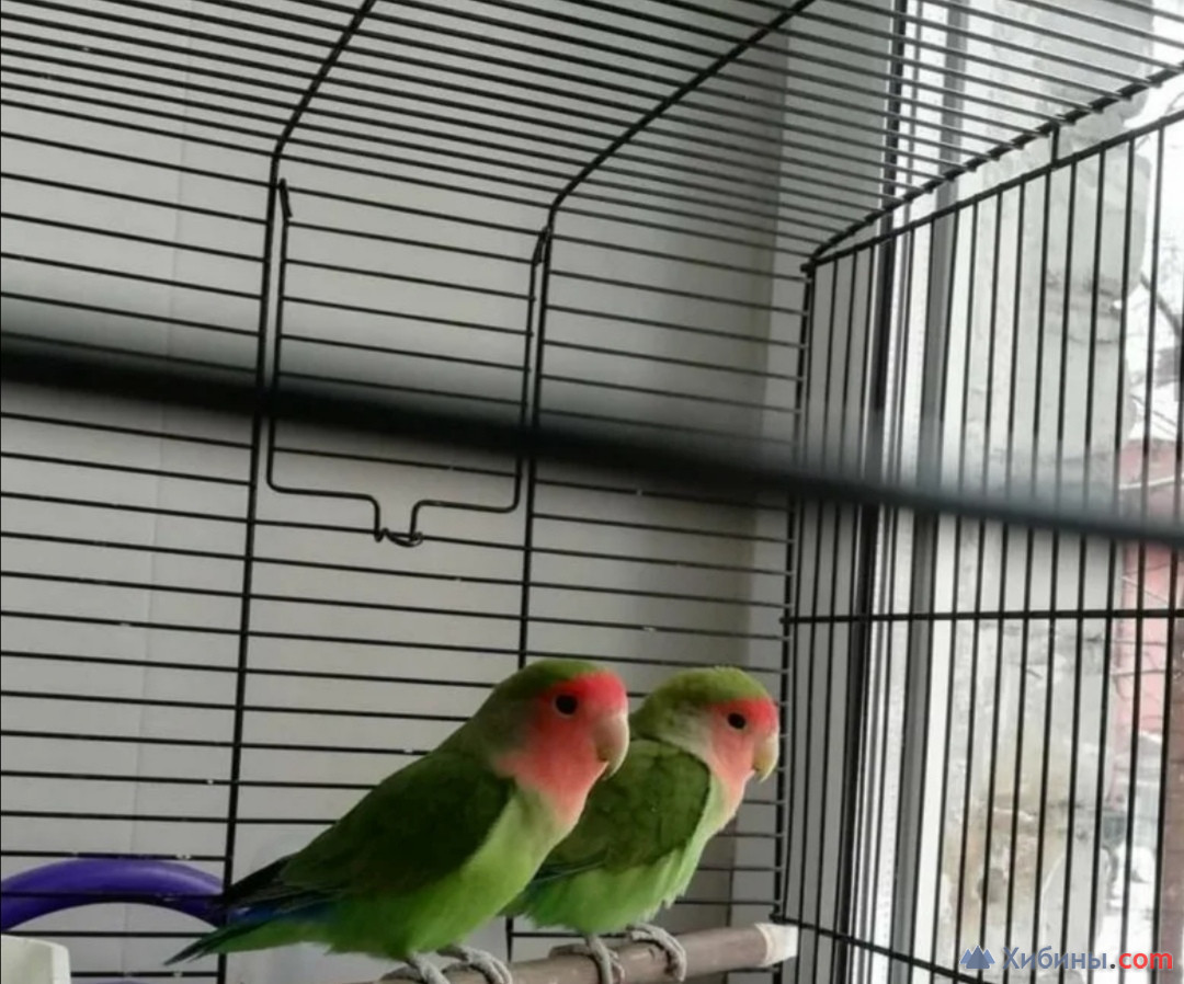 попугаи неразлучники