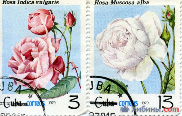 Объявление Роза куба