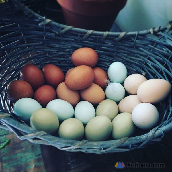 Инкубационное яйцо по всей России