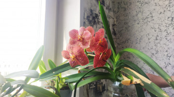 Объявление Цветущая орхидея с очень крупными цветами