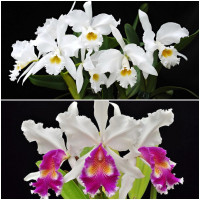 Объявление Очень красивая орхидея из ЕВРОПЫ