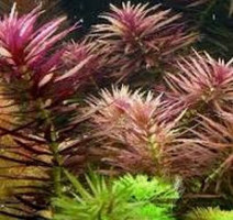 Объявление Продам аквариумные растения лимнофила ароматика