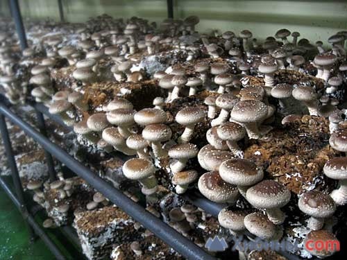 Мицелий грибов шиитаке - доставка по России