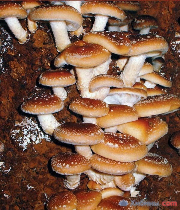 Мицелий грибов шиитаке - доставка по России