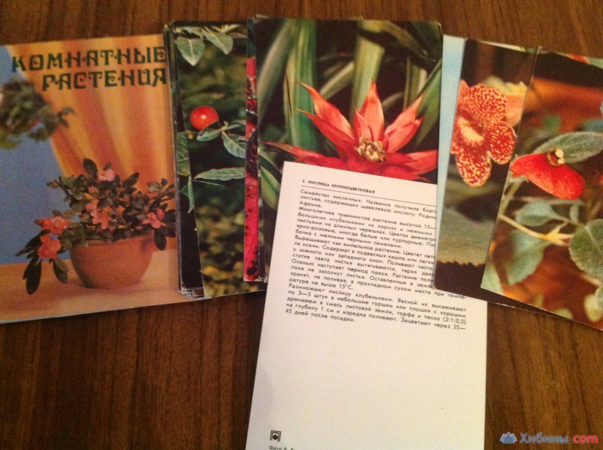 Комнатные растения (открытки) 1983 г 25 шт